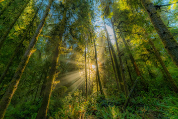 Beautiful redwood forest. The sun's rays fall through the branches. Hatton Trail, Jedediah Smith Redwoods State Park. USA