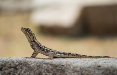 lizard sitting on a rock