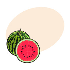 Whole striped watermelon with curled up tail and cut in half, sketch style vector illustration isolated with place for text. Realistic hand drawing of whole and half of juicy, ripe watermelon