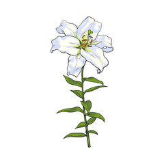 Single hand drawn white lily flower with stem and leaves, front view, sketch vector illustration isolated on white background. Realistic hand drawing of white lily, wedding flower, symbol of love