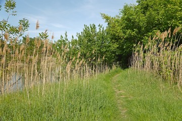 Fototapeta na wymiar Green lakeside path