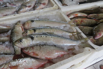 Herring (iwasi)