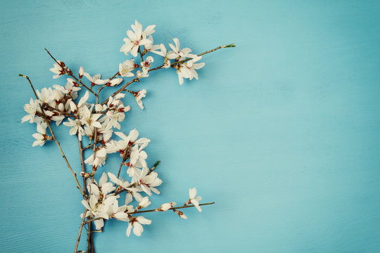 image of spring white cherry blossoms tree