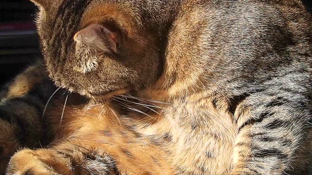 Gatto domestico  che si fa autopulizia