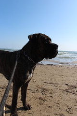 portrait de chien cane corso devant la mer sur la plage