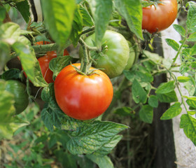  tomato plant  with red tomatoes growing in garden