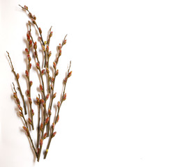 pussy-willow bud as a symbol of the beginning of spring