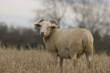 Sheep in Field.