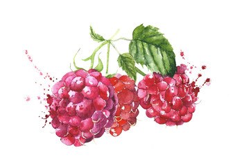 Raspberries watercolor painting isolated on white background