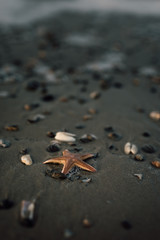Seestern am Strand