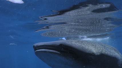 Fototapeta premium Two Whale Sharks (Rhincodon typus), Isla Mujeres, Mexico, Sep 2016