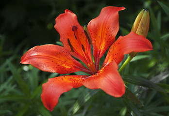 Orange lily flower bud