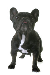 french bulldog in studio