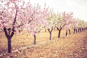 Spring blossom orchard. Abstract blurred background.