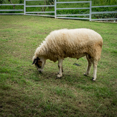 Fototapeta premium Sheep