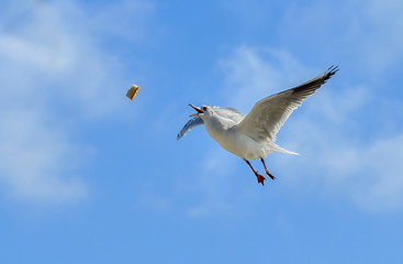 Seagull trying to catch food