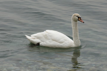 real white swan