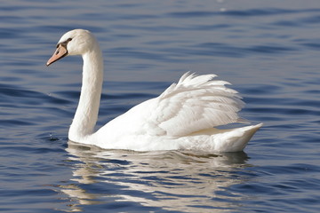 Naklejka premium real white swan