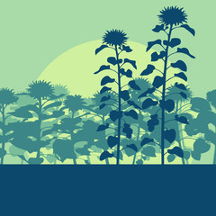 Fototapeta na wymiar Blooming sunflowers field vector background landscape