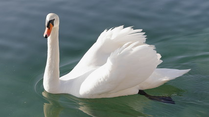real white swan