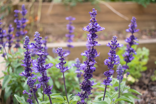 Lavender