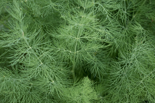 Fennel