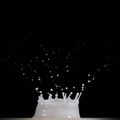 Splashing milk. Isolated on white. High resolution photo. Black background.