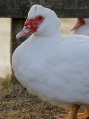 Muscovy Duck Cairina or domestic moschata