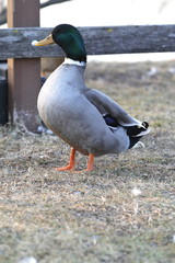 mallard