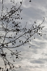 branches winter