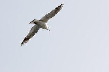 seagull in flight