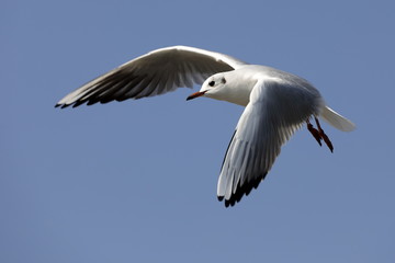 seagull in flight