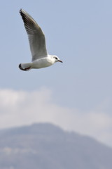 seagull in flight