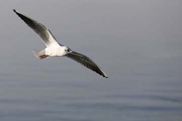 Fototapeta premium seagull in flight