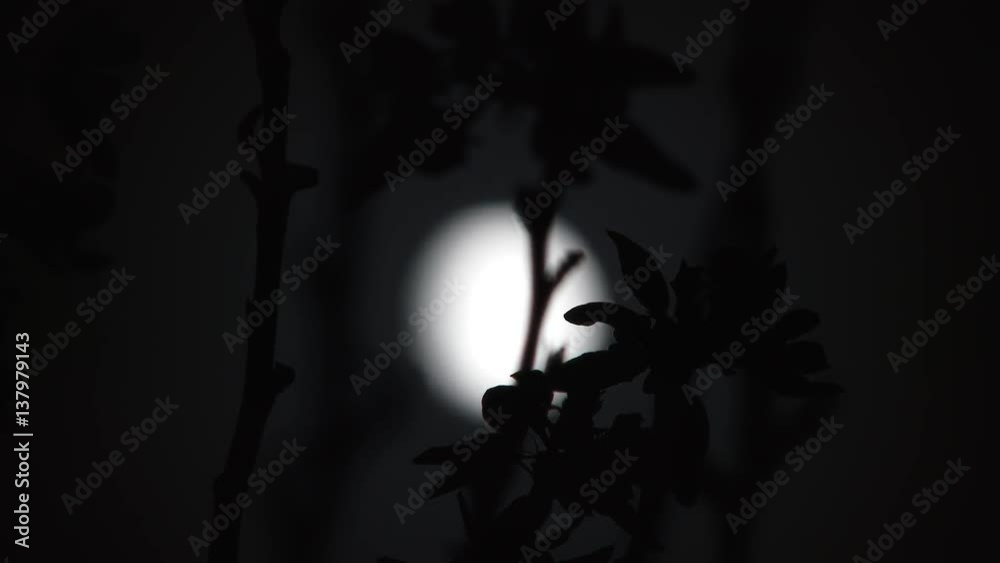 Wall mural camera rack focus from silhouetted tree branches to full moon and clouds passing at night.