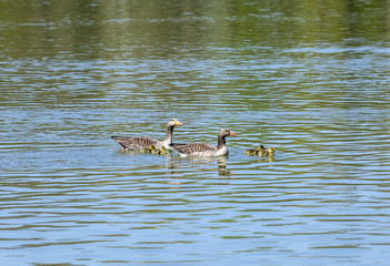 duck family on a sunny day on the lake