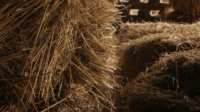 Large rectangular bales in the barn close-up 4K 2160p 30fps UltraHD tilting footage - Stacks of baled hay in curing process slow tilt 3840X2160 UHD video