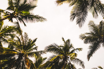 Fototapeta na wymiar palm grove on the shore of the Atlantic Ocean