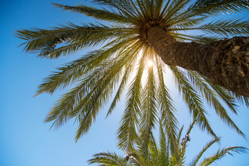 Palm trees at tropical coast - 137980100