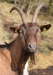 Ein Ziegenbock mit gro&szlig;em Geweih auf der Winterweide freut sich &uuml;ber die w&auml;rmende Sonne.