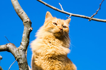 Chat