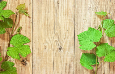 grapevine on a wooden background