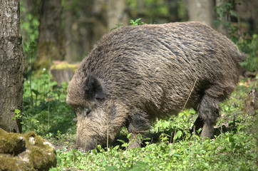 Wildschwein bei der Futtersuche