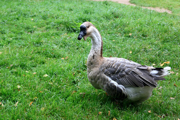 The goose on the grass