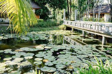 Fototapeta na wymiar Lotus pond with bridge cement