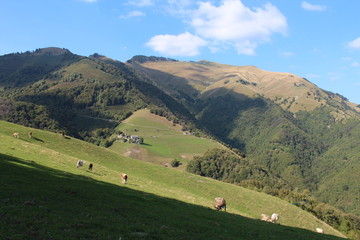 Mucche al pascolo