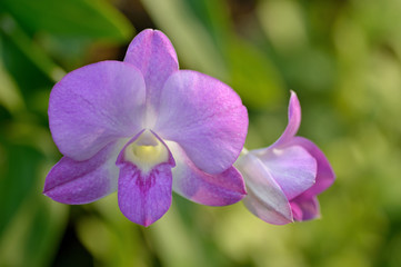 Obraz premium orchid on tree