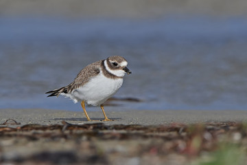 Common ringed plover (Charadrius hiaticula)