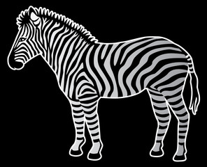 Fototapeta na wymiar Zebra on Black