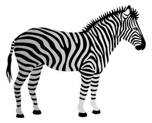 Fototapeta na wymiar Zebra isolated on white.